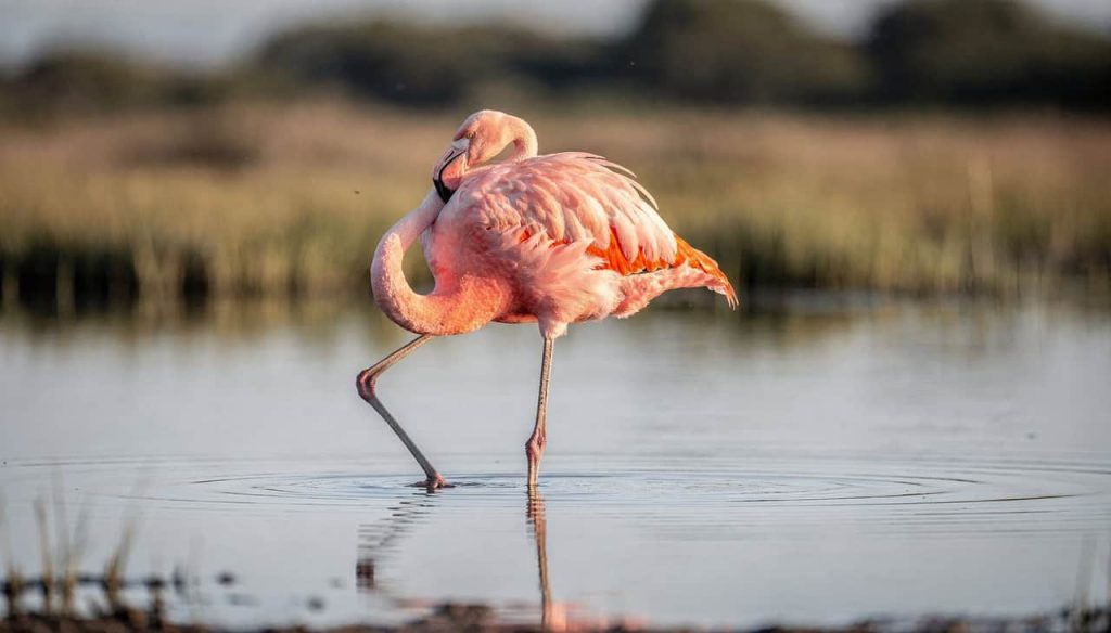 Por que os flamingos ficam em uma perna só –