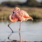 Por que os flamingos ficam em uma perna só –