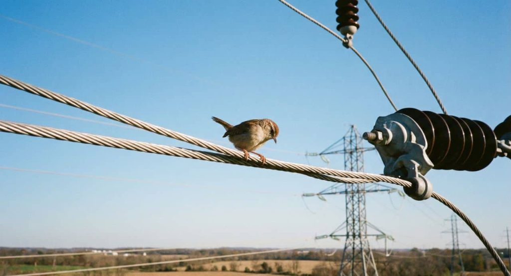 Por que os pássaros não tomam choque nos fios mesmo