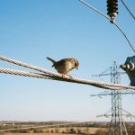 Por que os pássaros não tomam choque nos fios mesmo