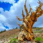 Quando esta árvore nasceu, as Pirâmides do Egito ainda não