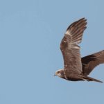 Quanto tempo uma ave sem pousar?