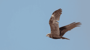 Quanto tempo uma ave sem pousar?