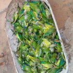 Queda de árvore mata mais de 350 periquitos no interior