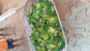 Queda de árvore mata mais de 350 periquitos no interior