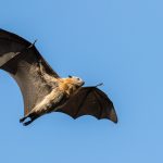 Raposas-Voadoras: saiba mais sobre a espécie que porta o vírus