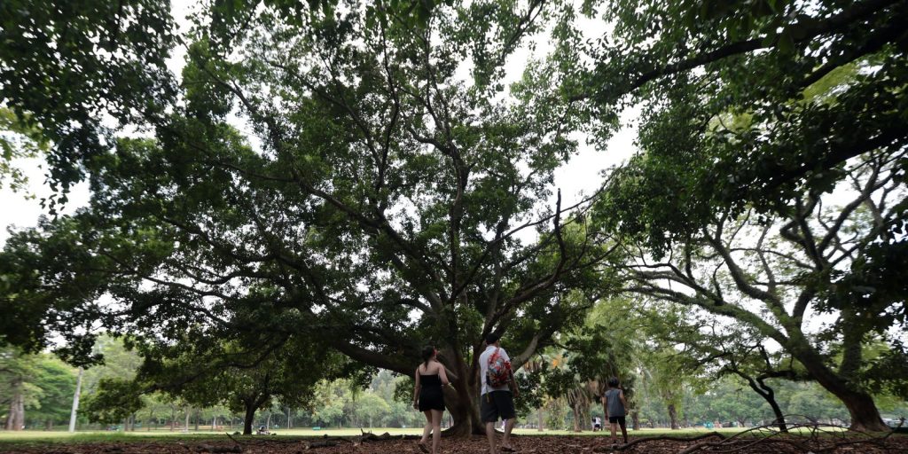 SP: três pessoas ficam feridas após árvore cair no Parque