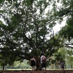 SP: três pessoas ficam feridas após árvore cair no Parque