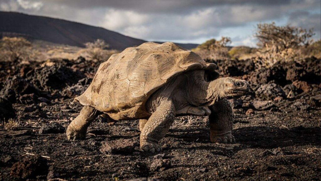 Tartaruga gigante declarada extinta ressurge após 113 Anos