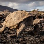 Tartaruga gigante declarada extinta ressurge após 113 Anos