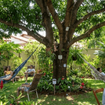 Tecnologia na árvore do quintal melhora o bem-estar e combate