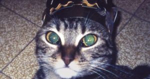 Two Door Cinema Club, Calema e Xamã são as primeiras