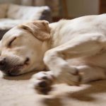 Ver seu cachorro “pedalando” no sono é fofo, mas o