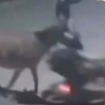 Vídeo: jumento é usado em assalto e vítima é derrubada