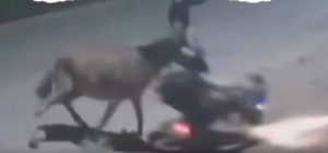 Vídeo: jumento é usado em assalto e vítima é derrubada