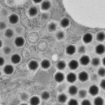 Vírus gigante recém-descoberto dá dicas sobre a origem da vida